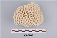 藏品(珊瑚化石)的圖片